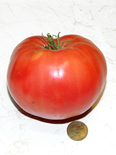 طماطم يوسوبوفسكي