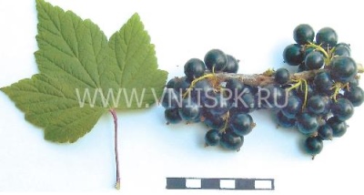 Currant Riddle