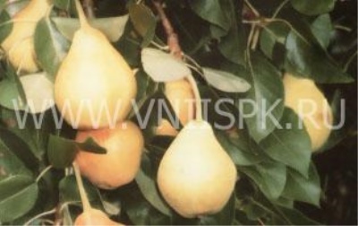 Pear Zarechnaya