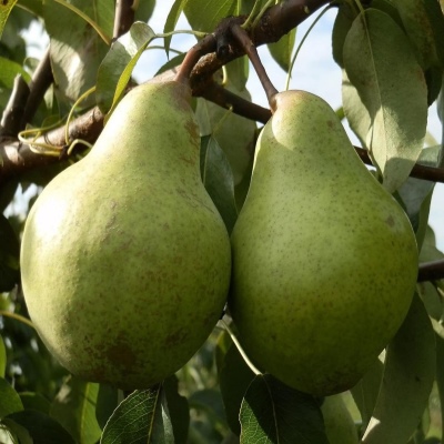 Pear Zaveya