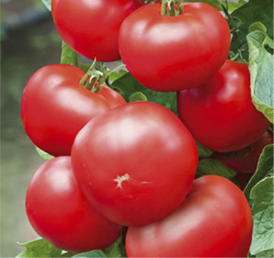 Tomato Zhorik-glutton