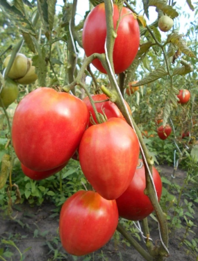 Tomate Frau Schlaubachs berühmte Erdbeere