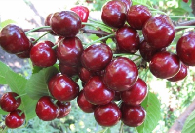 Cherry Adelina