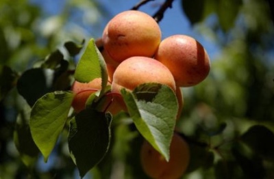 Apricot Alyosha