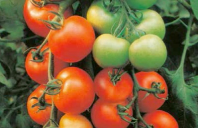 Tomaten Alesi