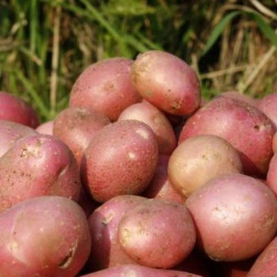 pommes de terre aladdin