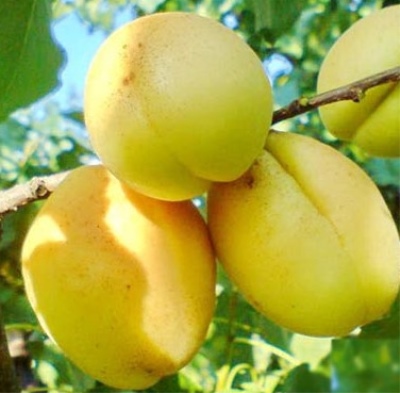 Abrikoos Ananas