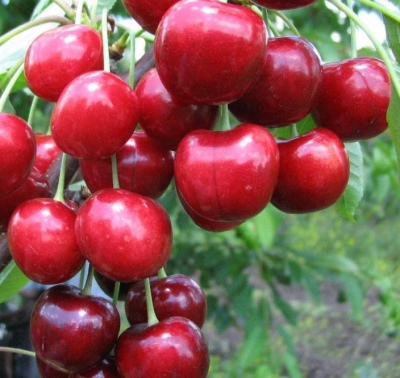 Cherry Annushka
