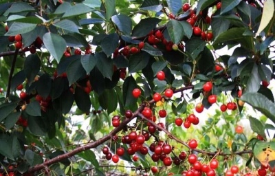 Cherry Apukhtinskaya