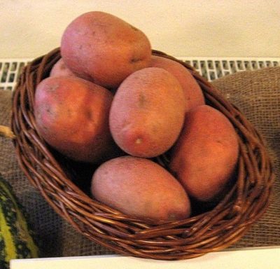 Pommes de terre Bellarosa