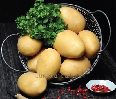 pommes de terre Bernina
