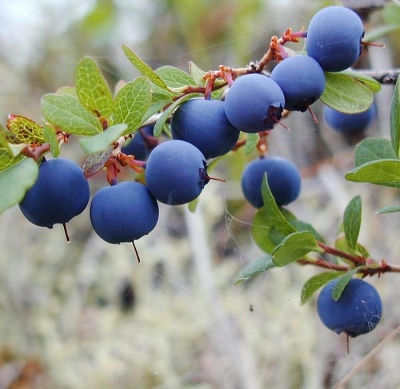 Blueberry Bluetta