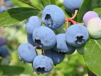 蓝莓蓝作物（Bluecrop）