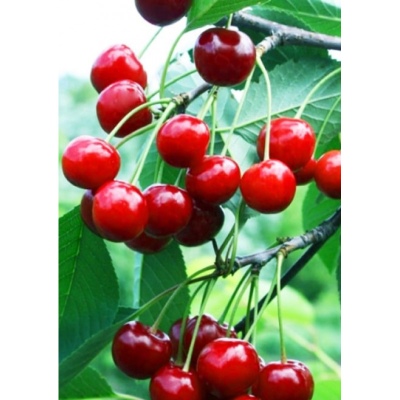 Cherry Bystrinka