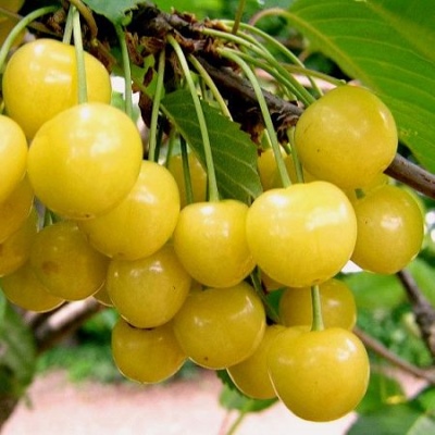 Chermashnaya alla ciliegia