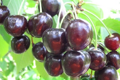 Cherry Black large