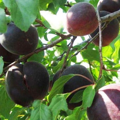 Apricot Black Velvet