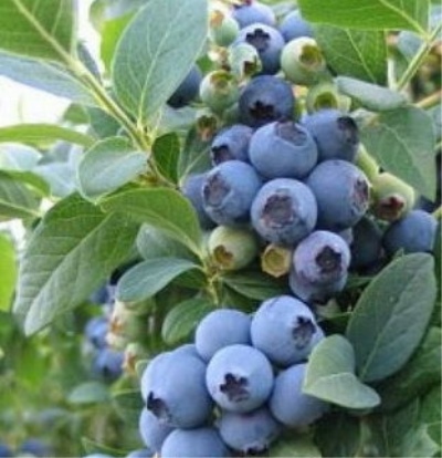 Blueberry Chippewa