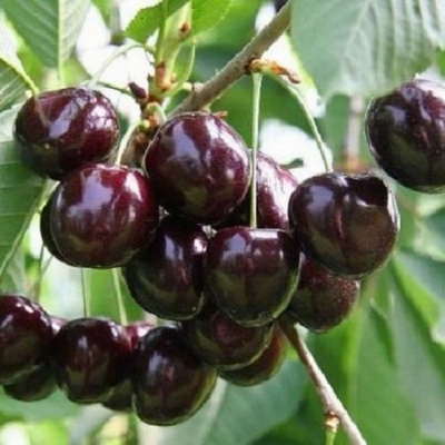 Dyber black cherry