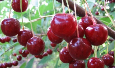 Cherry Dessert Morozova