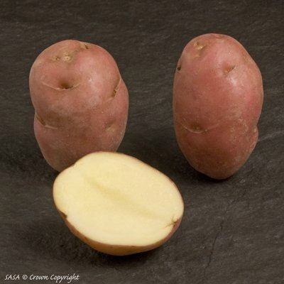 Desiree patate