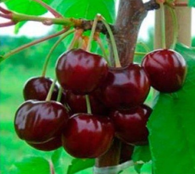 Carbone Cherry Donetsk