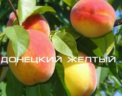 Donetsk yellow peach