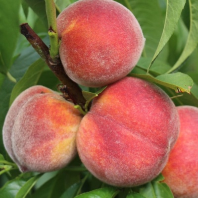 Donskoy frost-resistant peach