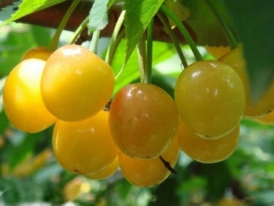 Drogan yellow cherry