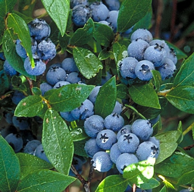 Blueberry Jersey (Jersey)