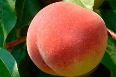 Peach Jelgava