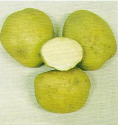 Pommes de terre Elizabeth