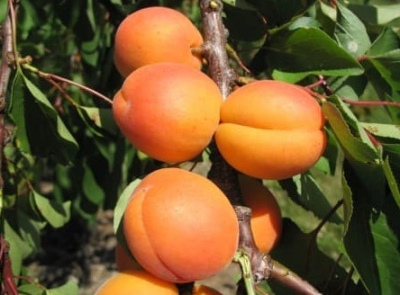 Apricot Favorite