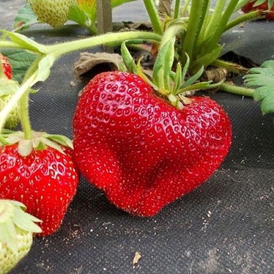 Strawberry Giant Jorney