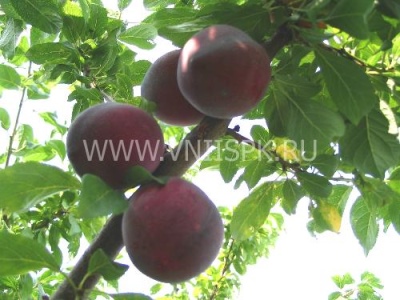 Globus de prune de cireș