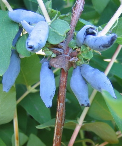 Geißblatt Blaue Spindel