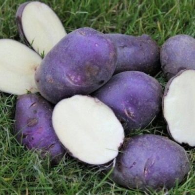 Blauwe Donau-aardappelen