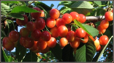 Cherry Gostinets
