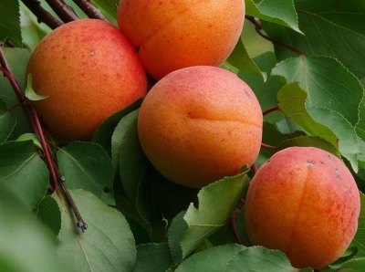 Aprikosengräfin