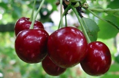 Cherry Griot Bielorruso