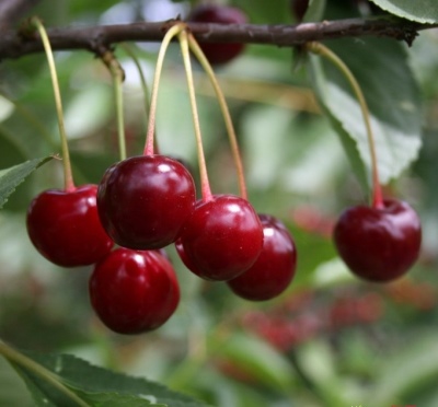 Cherry Griot Mosca
