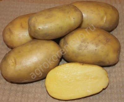 Pommes de terre Gulliver