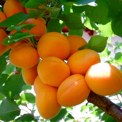 Apricot Hargrand