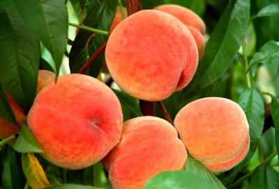 Peach Harnas