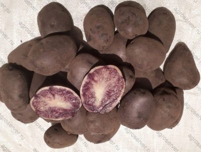 Patatas índigo