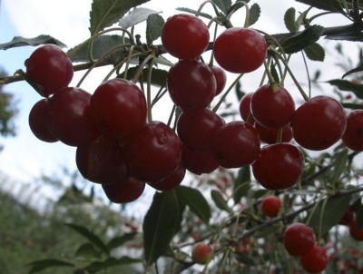 Cherry Abundant