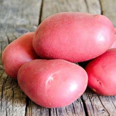 Pommes de terre Kamensky