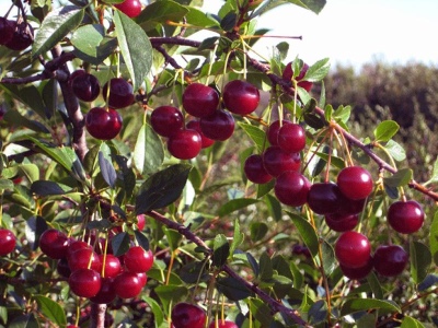 Bijuteria Cherry Carmine