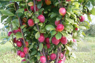 Cherry plum Coloniform