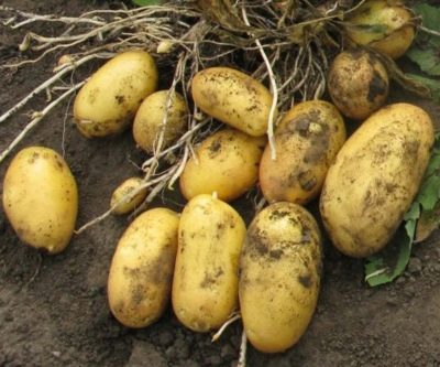Batatas rainha anna